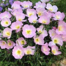 Showy Evening Primrose Seeds Pink Ladies Amapola Mexican Primrose  - £7.55 GBP
