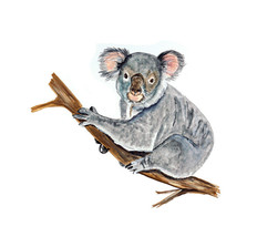 Australian Koala Bear Vinyl Auto Car Truck Glass Window Body Decal Stick... - $6.95+