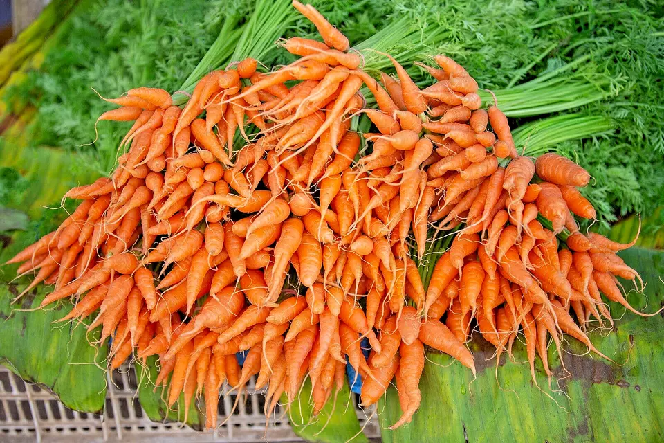 Bulk Carrot 1250 Seed Microgreen Vegetable Seeds Fast Shipping - £7.02 GBP