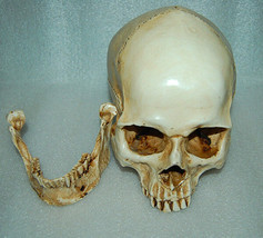1:1 High Quality Skull Human Anatomical Anatomy Head Medical Model New - £20.92 GBP