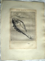 HYGINUS HENIOCHUS Pisces Astronomy Astrology Original ca1681 Engraving  - £70.99 GBP