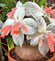 RARE Sinningia leucotricha @ rare caudex plant seed 50 SEEDS - £7.90 GBP
