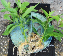 GYNURA Procumbens - Longevity Spinach-Easy to grow Medicinal Green- FL Grown - £7.86 GBP