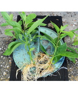 GYNURA Procumbens - Longevity Spinach-Easy to grow Medicinal Green- FL Grown - £7.85 GBP