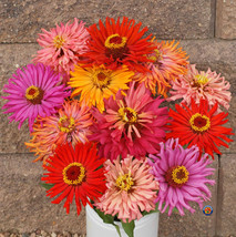 250 Zinnia Seeds Cactus Flowered Mix Flower Elegans Garden Fresh USA Shipping - £11.26 GBP