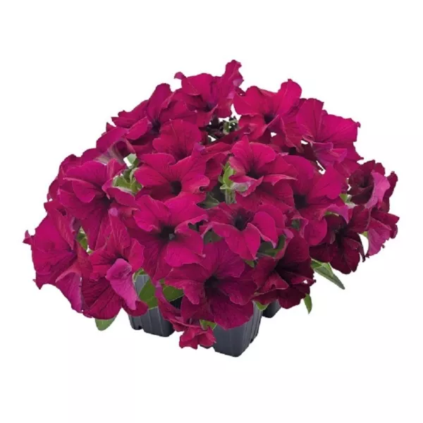 Petunia Success 360 Burgundy 50 Pelleted Petunia Seeds Fresh Garden - $10.50