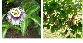 Passion Fruit - Possum Purple - Passiflora edulis - Live Plant - £27.96 GBP