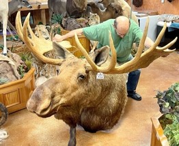 Moosehead Shoulder Mount Taxidermy Huge Alaskan Yukon Bull 61” - £6,339.73 GBP