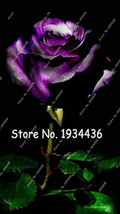 US Seller Osiria Rose Gorgeous Flower Abracadabra Rose Lover Rose Seed Planting  - £8.62 GBP