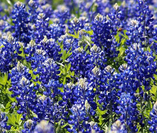 Texas Bluebonnet Lupinus Texensis 150 Fresh Seeds - £31.95 GBP