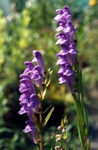 100 Baikal Skullcap Seeds - Scutellaria baicalensis - Perennial Flower R... - £7.79 GBP