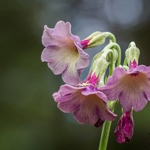 Primula Waltonii Seed Garden Fast Shipping - $9.69