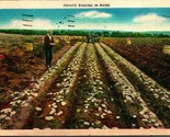 Potato Digging In Maine ME Linen Postcard - £3.12 GBP