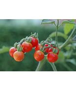 Tiny Tim Cherry Tomato Seeds, 30 Seeds, BUY 2 GET 1 FREE, NON-GMO, FREE ... - $34.34 MXN