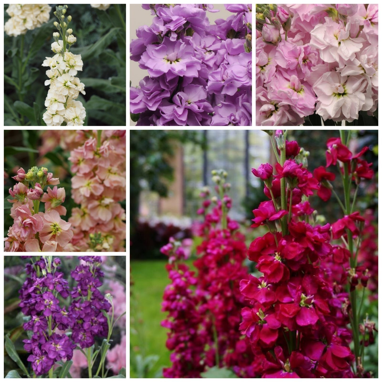 Stock Variety Cherry Blossom Lavender Blue Yellow Apricot Purple Ruby Ne... - $75.92