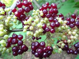 American Spikenard Aralia Racemosa Native Perennial 25 Seeds Beautifully Fresh G - $9.00