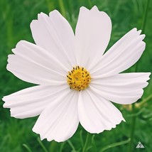 Purity Cosmos 200 Seeds Grown In Usa Gardening - $7.98