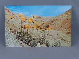 Vintage Postcard - Panamint Daisy Death Valley California - Dexter Press - £11.79 GBP