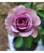 Quicksilver Climbing Rose 3-6&quot; Live Plant  - £9.93 GBP