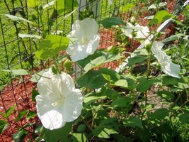 Hibiscus Moscheutos &#39;Blue River Ii&#39; 10 Seeds USA Garden - £15.27 GBP