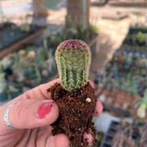 Echinocereus Rigidissimus Rubrispinus (Rainbow Hedgehog Cactus) Seed Grown Usa S - £13.44 GBP