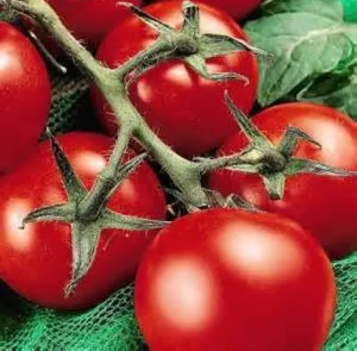 FRESH 25 FRESH HEIRLOOM MONEYMAKER TOMATO SEEDS  - £4.95 GBP