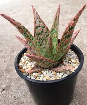 VP Pink Blush Aloe - Live Plants In 4 Inch Pots - Aloe &#39;Pink Blush&#39; - £28.01 GBP