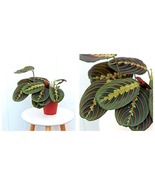 4” pot Red Maranta, Prayer plant LIVE HOUSEPLANT - £40.11 GBP