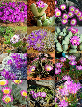 15 Seeds Flowering Antimima Mix Succulent Cactus Exotic Living Stones Desert  - £14.46 GBP
