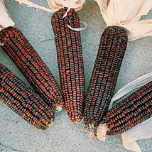 Ornamental Corn Bloody Butcher Ornamental Corn FREE Sh 50 Seeds Fresh - £6.00 GBP