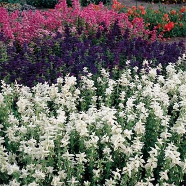 Salvia White Swan Horminum 100 Fresh Seeds - £10.74 GBP