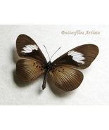 Pseudacraea Eurytus False Wanderer Real Butterfly Framed Entomology Shad... - £46.40 GBP