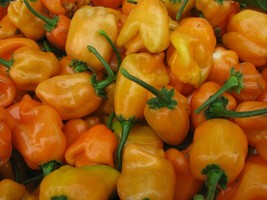 Orange Habanero Pepper Seeds 30 Hot Vegetable Non-Gmo Heirloom Garden USA Shippi - $6.18