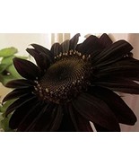 Best 50 Seeds Black Sunflowers Huge Planting Sunflower Garden Large Flow... - $4.89