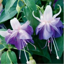 100 seeds Fuchsia Purple Double Petals Bonsai Potted Plants Hanging Flowers  - £5.42 GBP