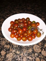 30 Seeds Chocolate Cherry Tomato R API D Germination Heirloom Seeds Quick Garden F - $10.99