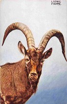 Caucasian Tur Mountain Goat Portrait Ludwig Fromme Artist 1910c postcard - £6.14 GBP