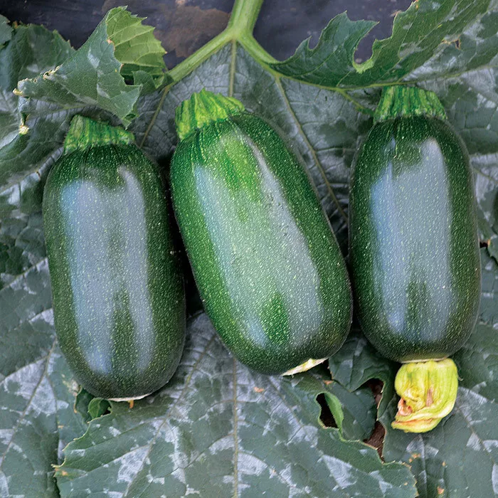 25 Green Egg Zucchini Squash Seeds for Garden Planting - $7.83