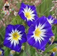 US Seller 100Pcs Petunia Flower Seeds 5 Colors Available New Fresh Seeds - $12.36