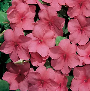 Impatiens Candy Watermelon 500 seeds - £29.50 GBP