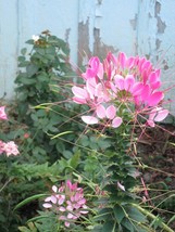 100 Light Pink Spider Seeds Clome Spinosa Perennial Seed Fresh Gardening - $8.98