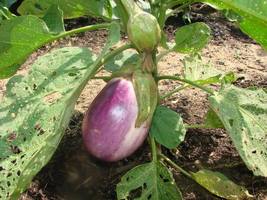 Shipped From Us 100 Italian Eggplant Rosa Bianca Solanum Seeds, LC03 - £15.14 GBP