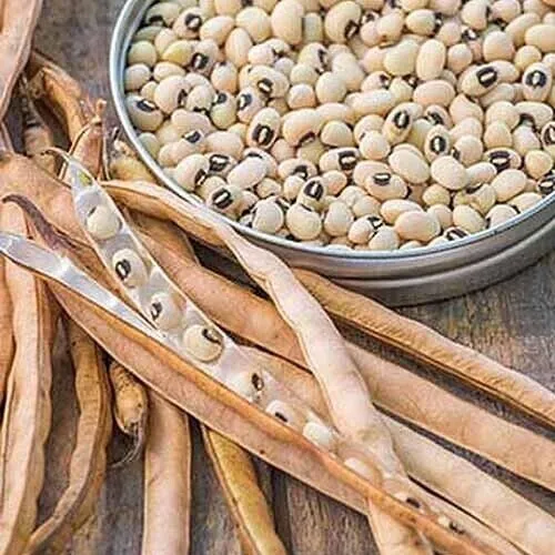 Black Eyed Peas Eyed Southern Cow Pea Vegetable 50 Seeds Garden - £7.17 GBP
