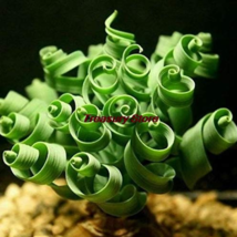 200 Seeds Spring Grass Plant Succulents Plant Grass Seed Potted Exotic Plant Spi - $5.70