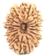 Rare 15 Mukhi Rudraksha - Nepal - Collector Size - 27.34 mm - IGL Certified - $693.28 CAD