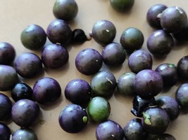 500 seeds solanum nigrum black nightshade hierba mora macuy quelite - $37.16