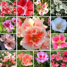 Mixed Godetia Monarch Clarkia Amoena Flowers 50 Seeds Bonsai Godetia Grandiflora - £7.53 GBP