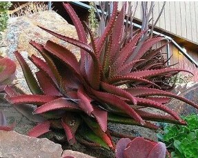 5 Seeds ALOE CAMERONII Red Aloe Vera Succulents Garden Plants Item image 3