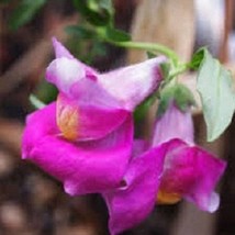 USA Seller 50 Lucky Lips Snapdragon Antirrhinum Long-Lasting Annual Flower Seeds - £16.61 GBP