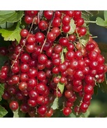 Jonkheer Van Tets Red Currant  Rooted Cutting Plug, 1 rooted plant 1-3&quot; ... - £26.73 GBP